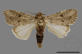 ǦW:Spodoptera pecten