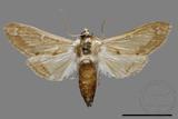 ǦW:Cirrhochrista spissalis