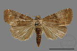 ǦW:Noctuidae sp.