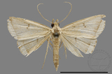 ǦW:Zanclognatha neleusalis