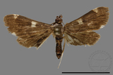 ǦW:Crambidae sp.