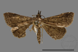 ǦW:Naarda sp.