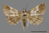 ǦW:Bertula centralis