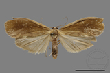 ǦW:Gampola fasciata