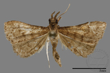 ǦW:Naarda sp.