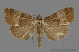 ǦW:Noctuidae sp.