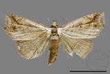 ǦW:Noctuidae sp.