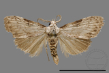 ǦW:Noctuidae sp.