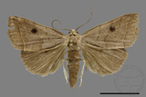 ǦW:Bocula caradrinoides