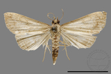 ǦW:Hipoepa biasalis