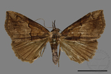 ǦW:Hypena ophiusoides