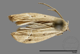 ǦW:Noctuidae sp.