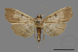 ǦW:Ceratarcha umbrosa