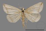 ǦW:Zanclognatha neleusalis