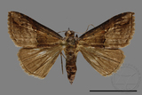 ǦW:Hypena sp.