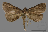 ǦW:Naarda sp.