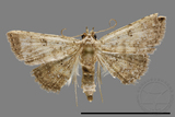 ǦW:Noctuidae sp.