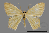 ǦW:Geometrinae sp.