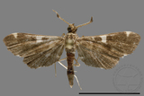 ǦW:Crambidae sp.