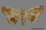 ǦW:Pangrapta sp.