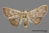 ǦW:Noctuidae sp.