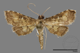 ǦW:Crambidae sp.