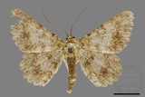 ǦW:Racotis boarmiaria