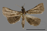 ǦW:Naarda sp.