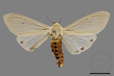 ǦW:Creatonotos transiens vacillans