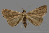 ǦW:Naarda sp.