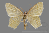 ǦW:Geometrinae sp.