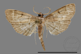 ǦW:Crambidae sp.