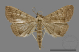 ǦW:Hipoepa biasalis