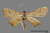 ǦW:Crambidae sp.