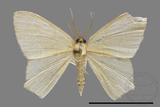 ǦW:Geometrinae sp.