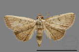 ǦW:Noctuidae sp.