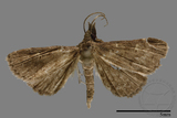 ǦW:Naarda sp.