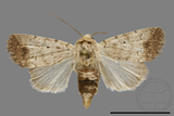 ǦW:Athetis sp.