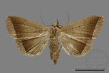 ǦW:Simplicia sp.