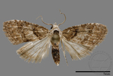 ǦW:Noctuidae sp.