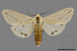 ǦW:Spilarctia subtestacea