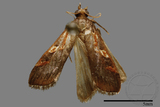 ǦW:Phycitinae sp.