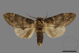 ǦW:Semidonta kosemponica