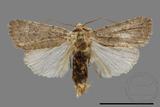 ǦW:Athetis sp.