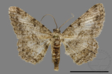 ǦW:Psilalcis breta rantaizana