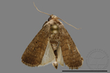 ǦW:Athetis sp.