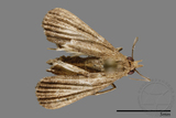 ǦW:Noctuidae sp.