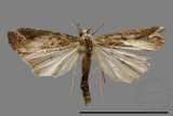 ǦW:Crambidae sp.