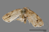 ǦW:Lithosiinae sp.