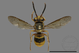 ǦW:Vespula arisana